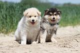 CHIEN FINNOIS DE LAPONIE 610